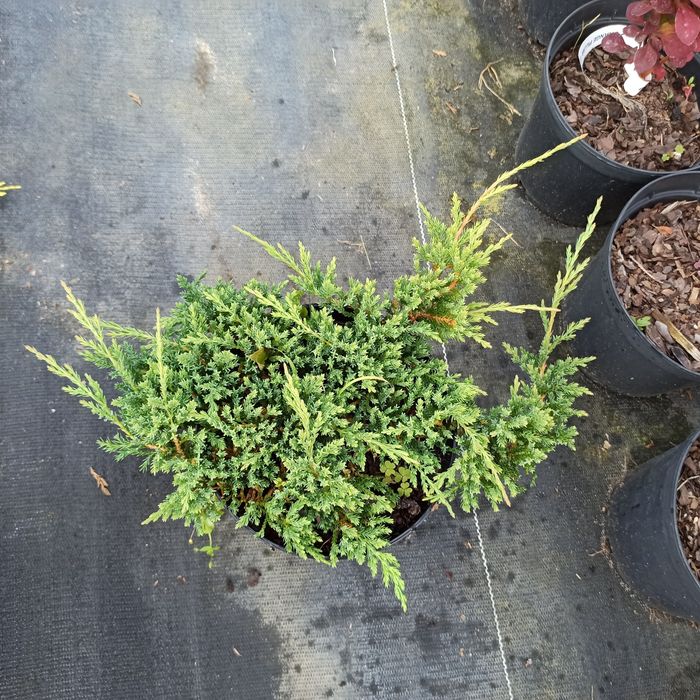 Szkółka Drzew i Krzewów ozdobnych AWSikora