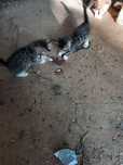 Gatinhos para dar