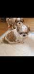 Shih tzu śliczna sunia