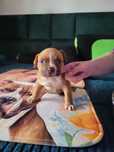 American Bully szczeniak chłopczyk
