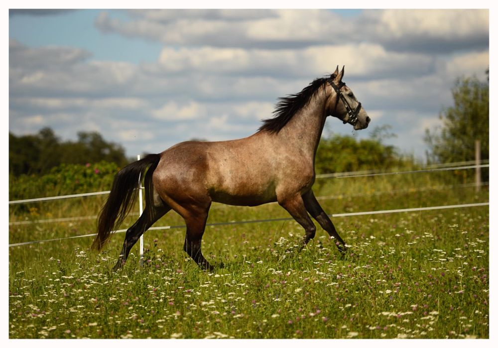 Przyszłościowy wałach małopolski do sportu