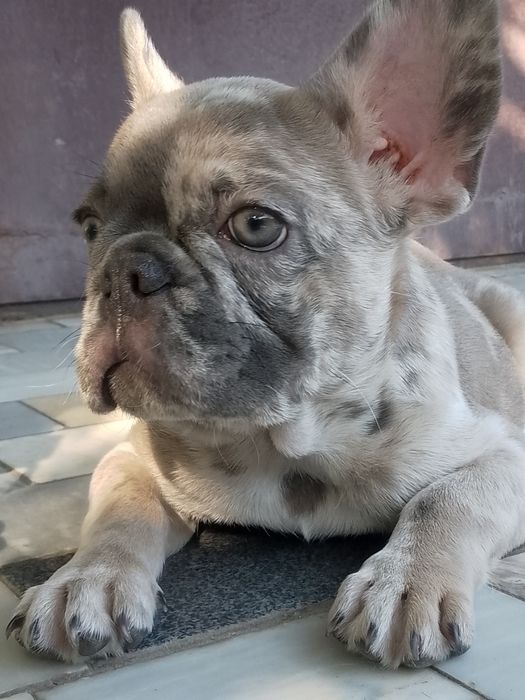 Цуценя французького бульдога