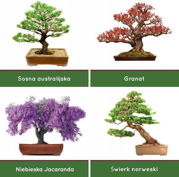 Zestaw Startowy Uprawy Bonsai Domu Początkujących 4 Rodzaje Akcesoria