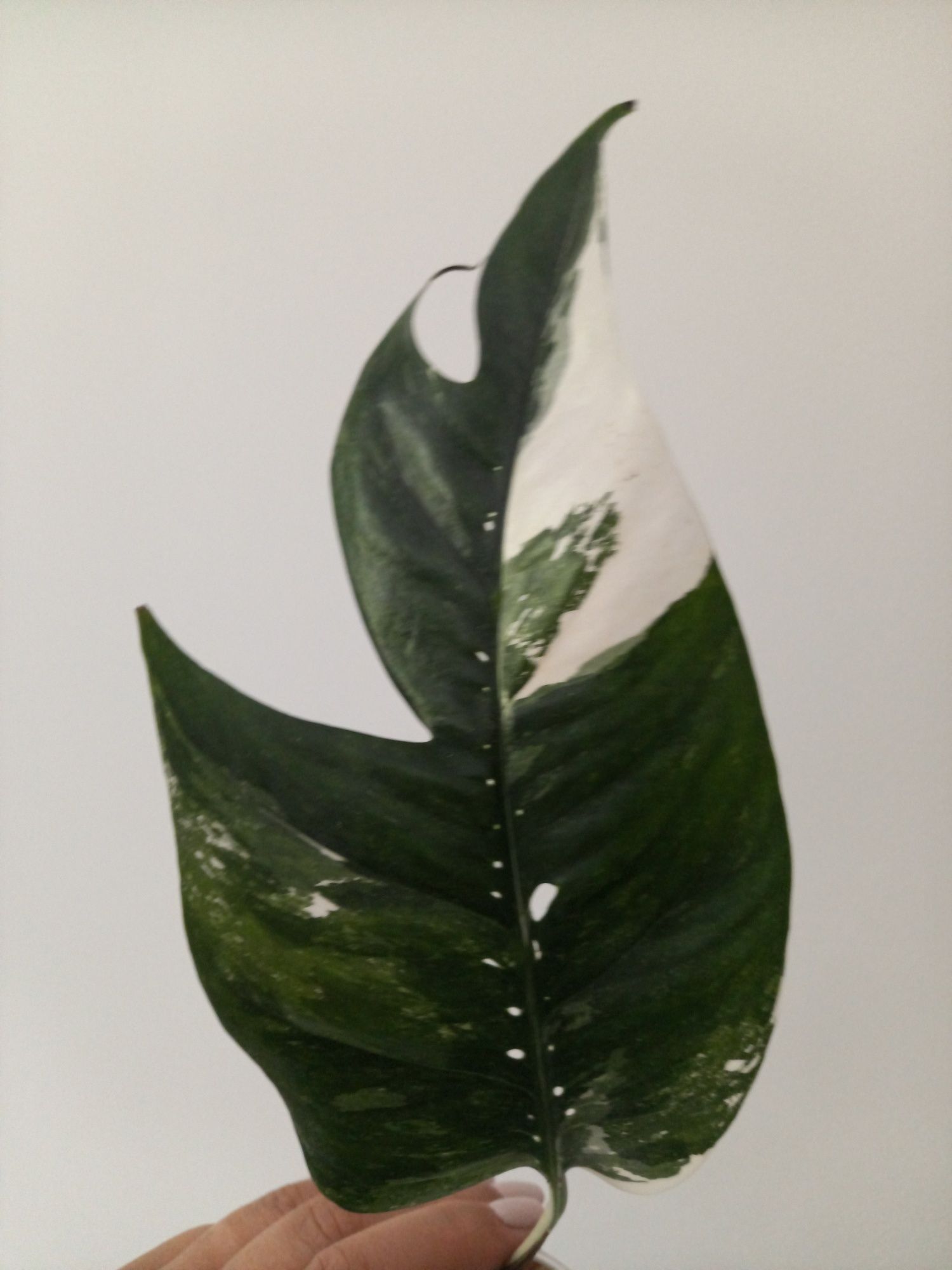 Epipremnum Pinnatum Variegata