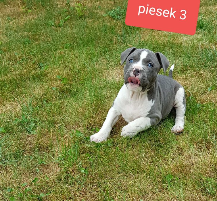 amstaff błękitny