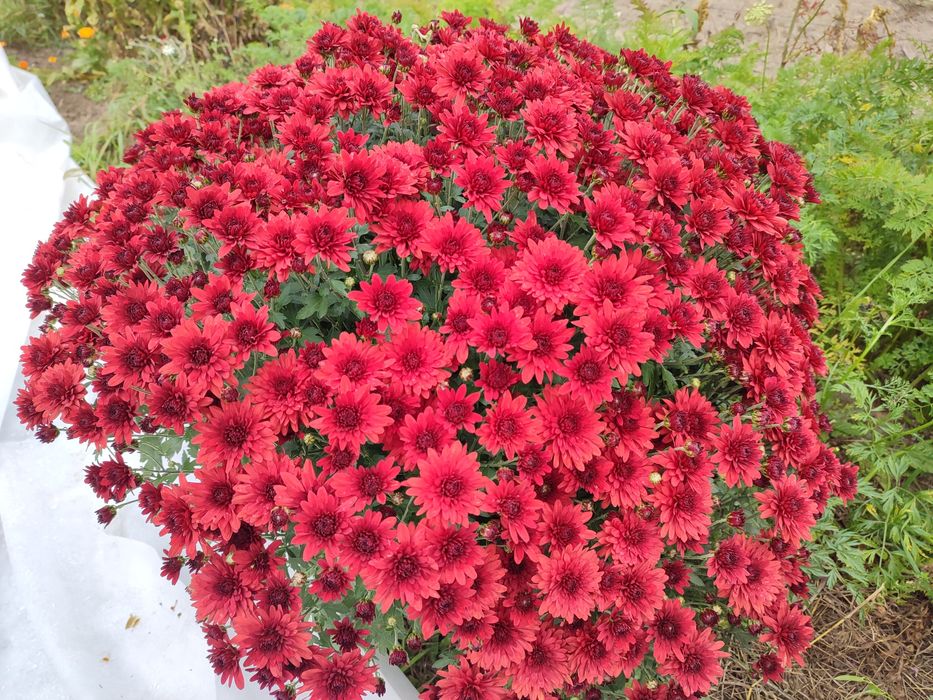 Хризантеми - високі, мультифлори, кущові, букетні