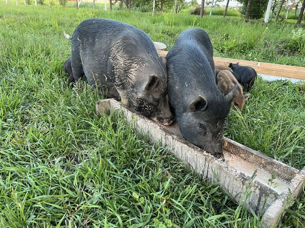 Свині свинки Ветнамці