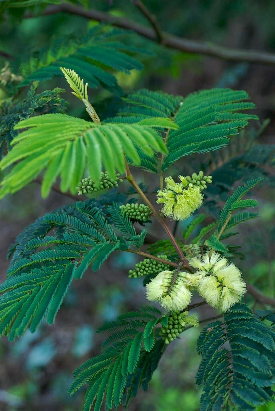Albicja lophantha