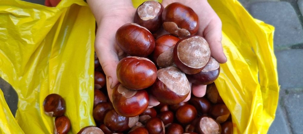Kasztany niejadalne tegoroczne ozdobne 5kg