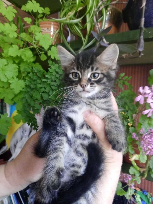 Тигровые котята, 2 мес.