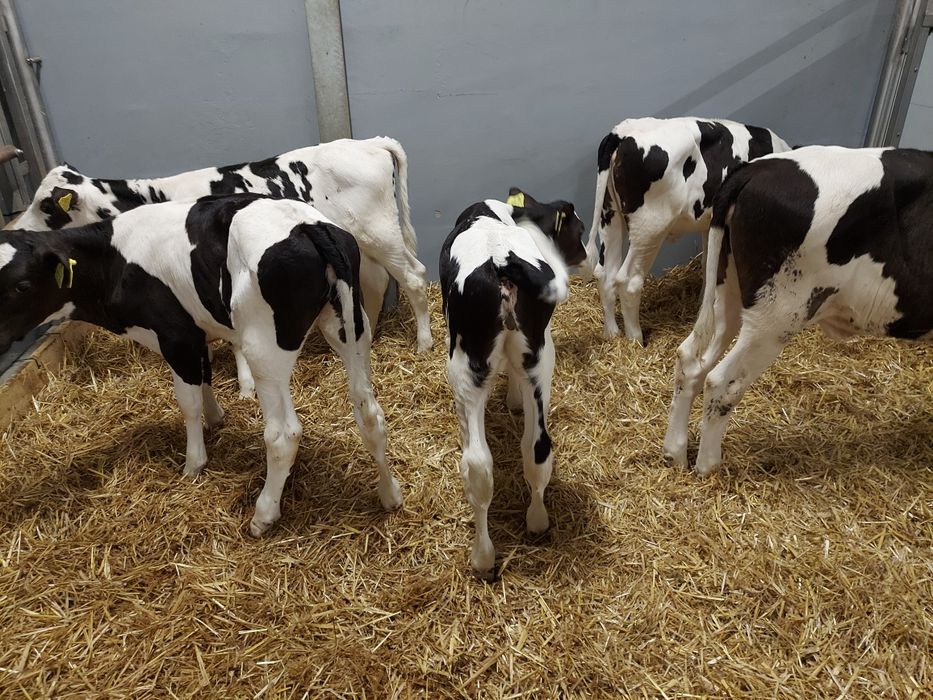 Jalowki hf odchowane Polskie