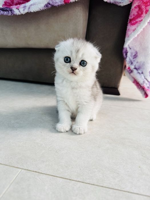 Шиншили. Веслоухі і прямовухі. Скотіш Страйт і Фолд