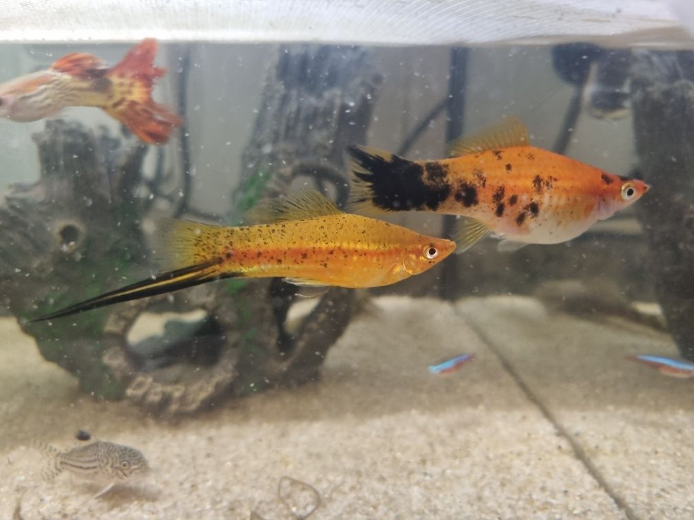 Alevinos de peixe espadinha