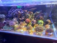 Akwarium morskie koralowce