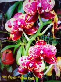 Орхидея подросток  Lioulin Ylow Belina