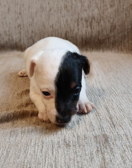 Jack Russell Terrier  Piesek