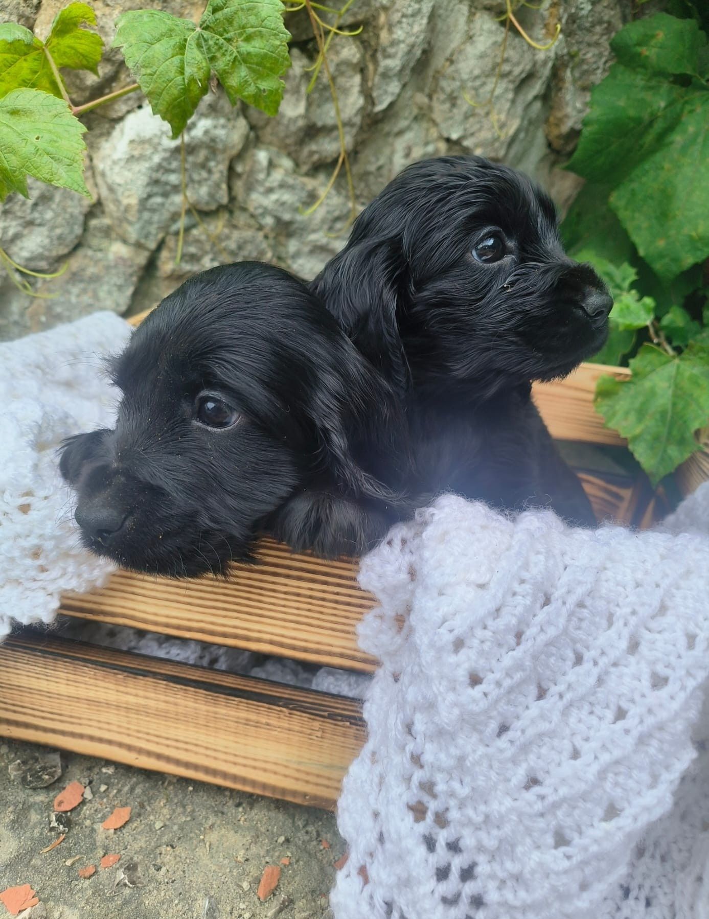 Cocker spaniel angielski pies suka szczeniak