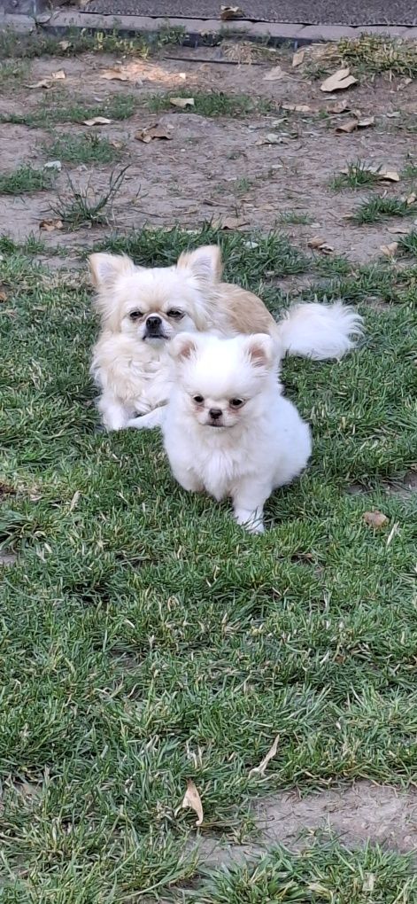 Chihuahua cudny piesek