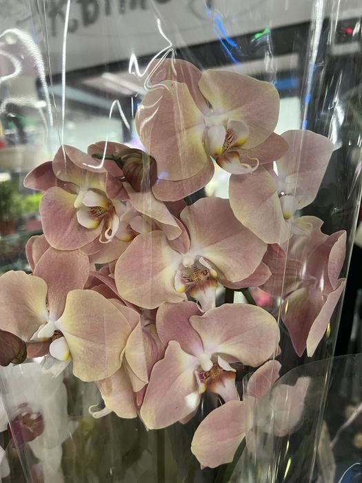 Орхідея, фаленопсис, орха,, орхидея, квітучі