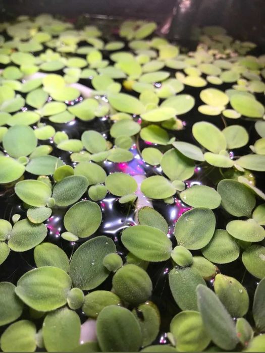 Planta flutuante aquatica Aquario ou Lago