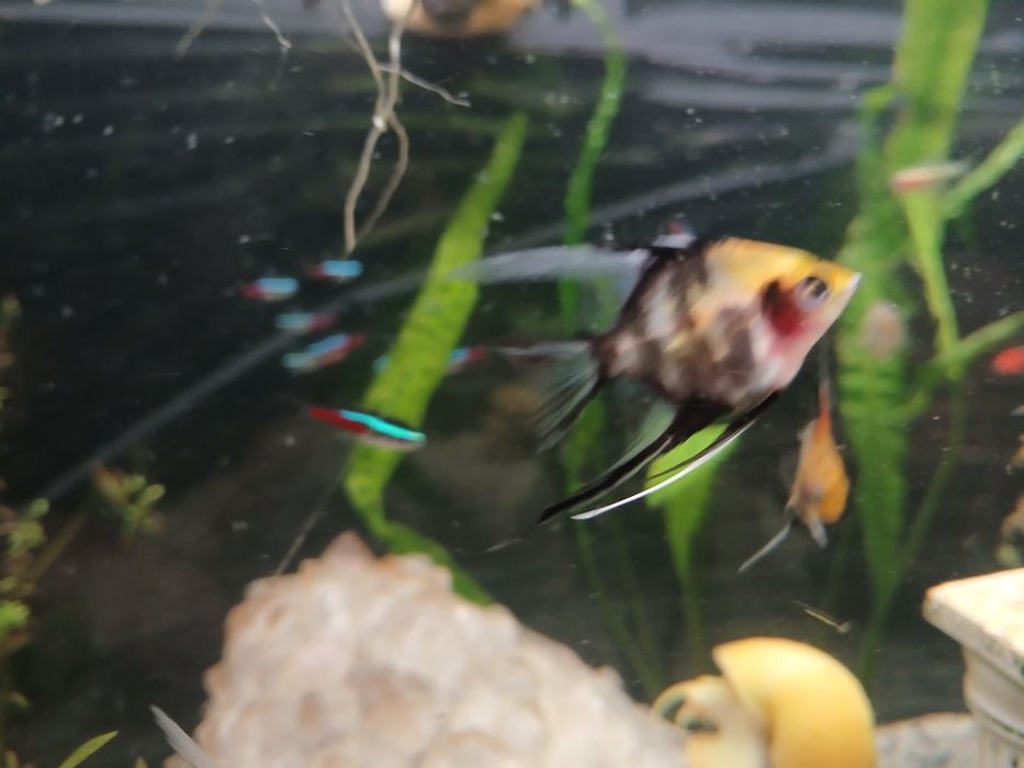 Ryby rybki akwariowe , danio, skalary, ramirezy,  tetry , kiryski