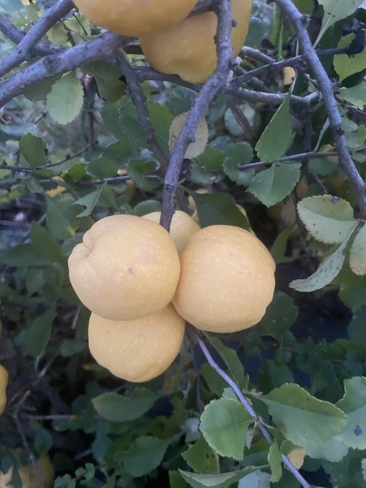 Owoce pigwowca 1kg 8zł