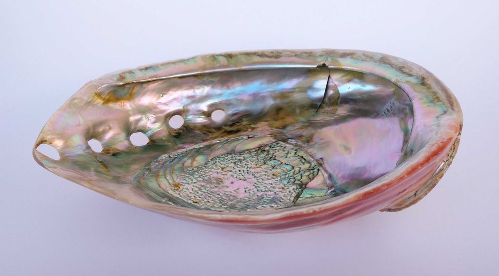 Concha natural Abalone Paua vintage