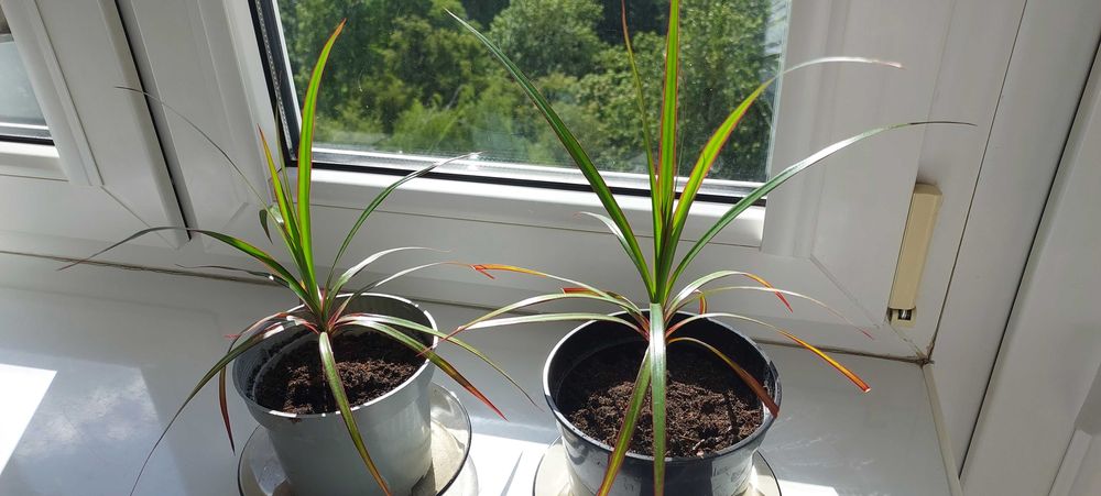 Dracena świeże sadzonki zakorzenione, kwiat doniczkowy do pokoju