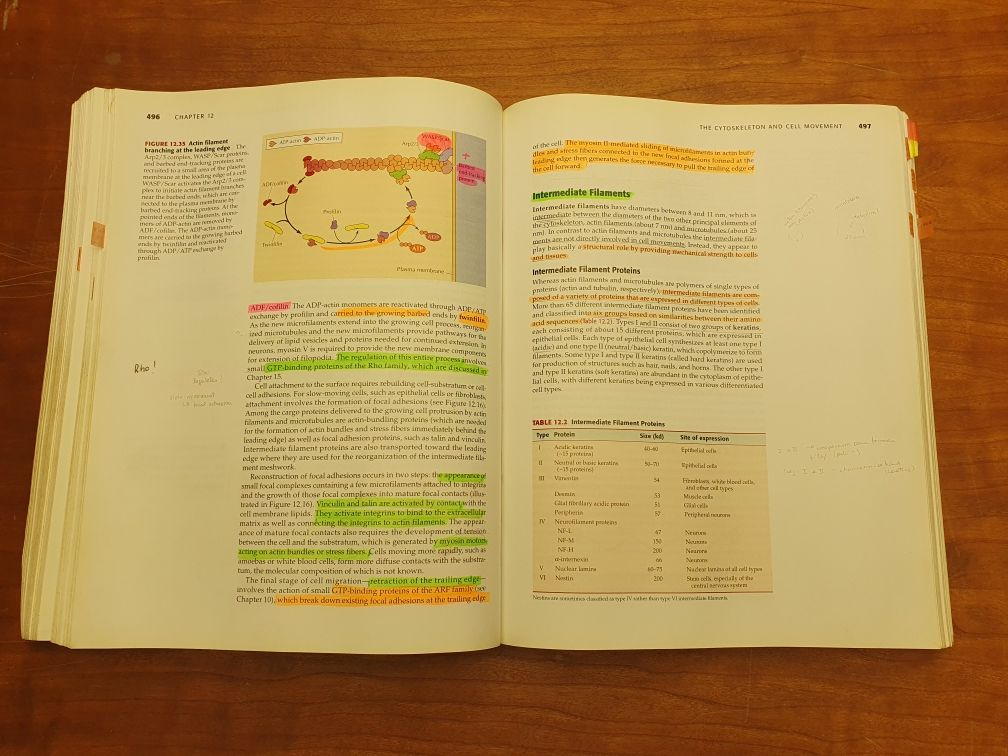 The cell - a Molecular approach