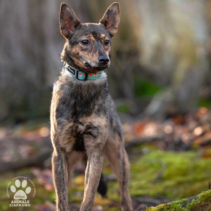 Nieśmiała Dusia czeka na spokojny dom! OTOZ Animals Ciapkowo