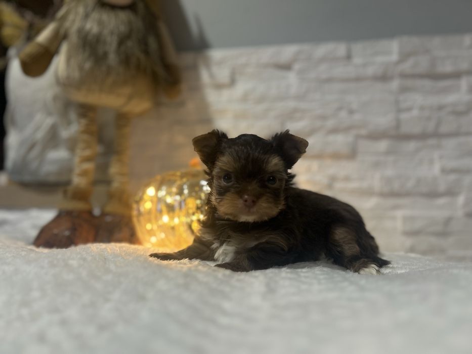 Yorkshire terrier pies