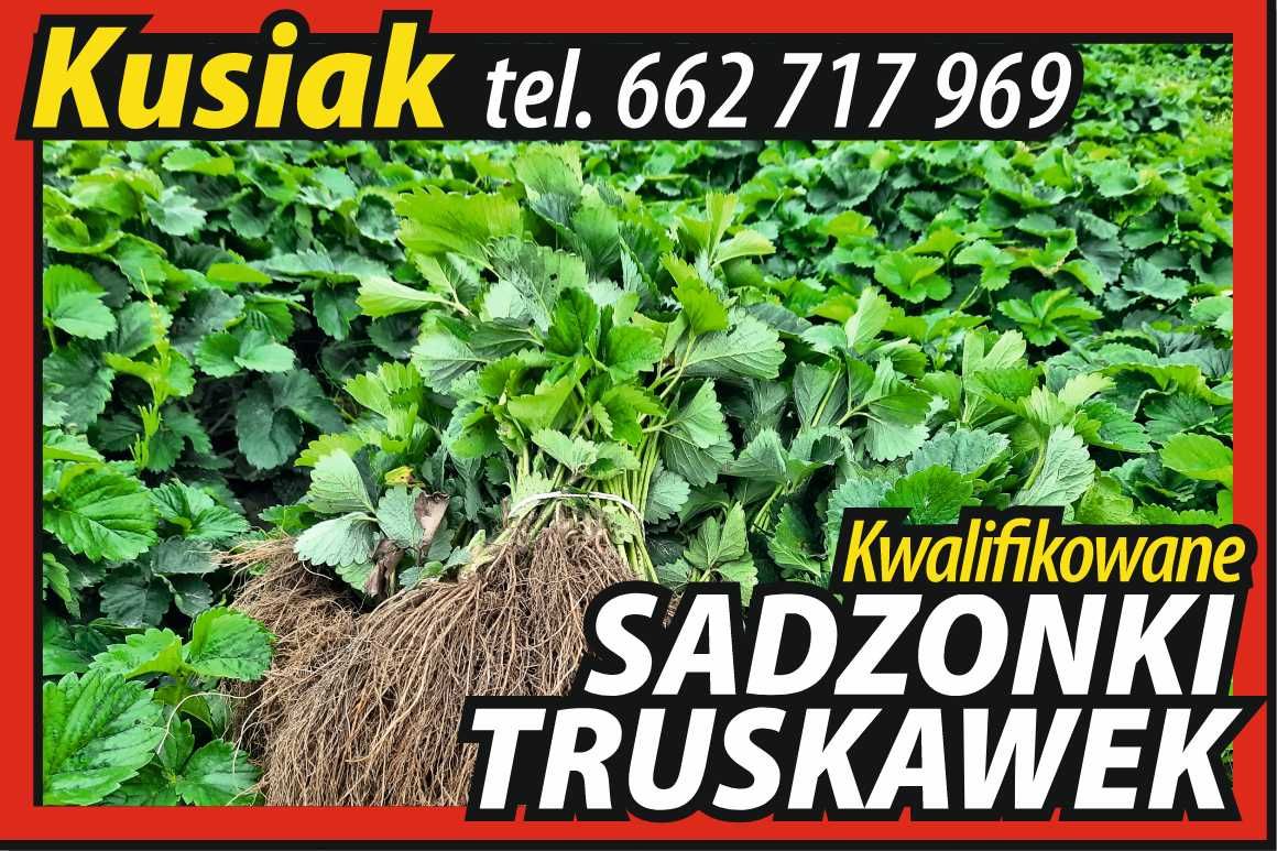 Sadzonki truskawek najlepsze odmiany  Wysyłka 24h