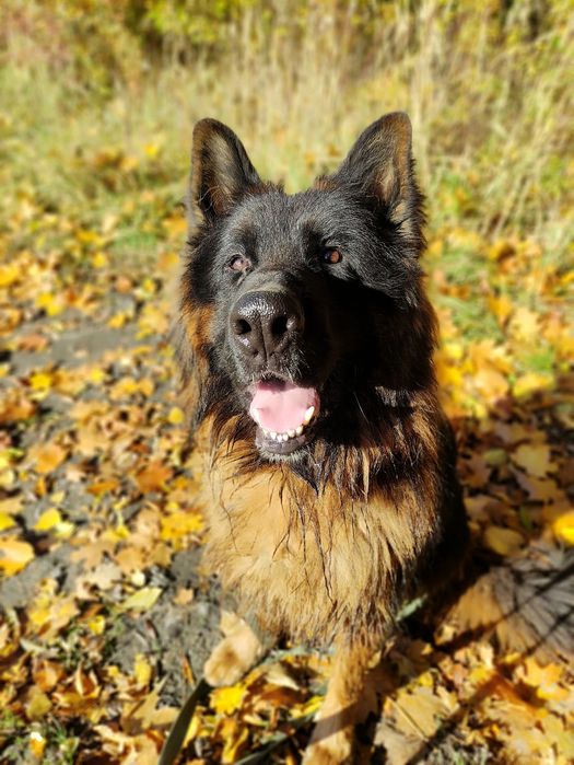 Tarzan - czeka w schronisku na swoją szansę