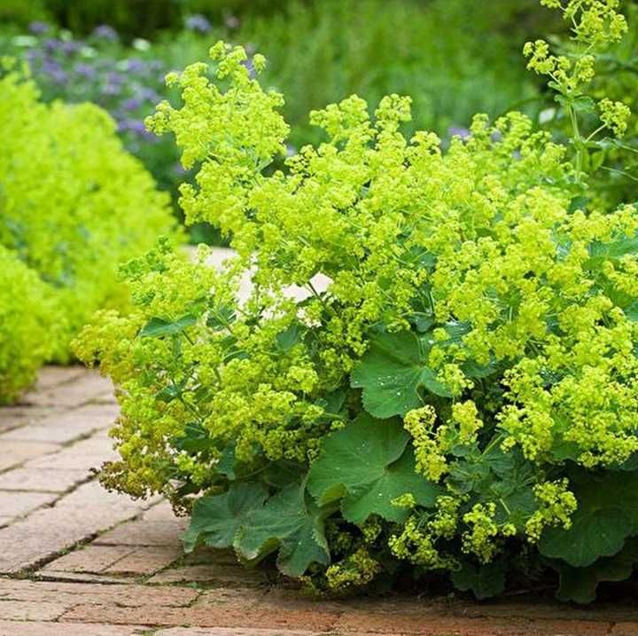 Przywrotnik Ostroklapowy
(Alchemilla mollis)