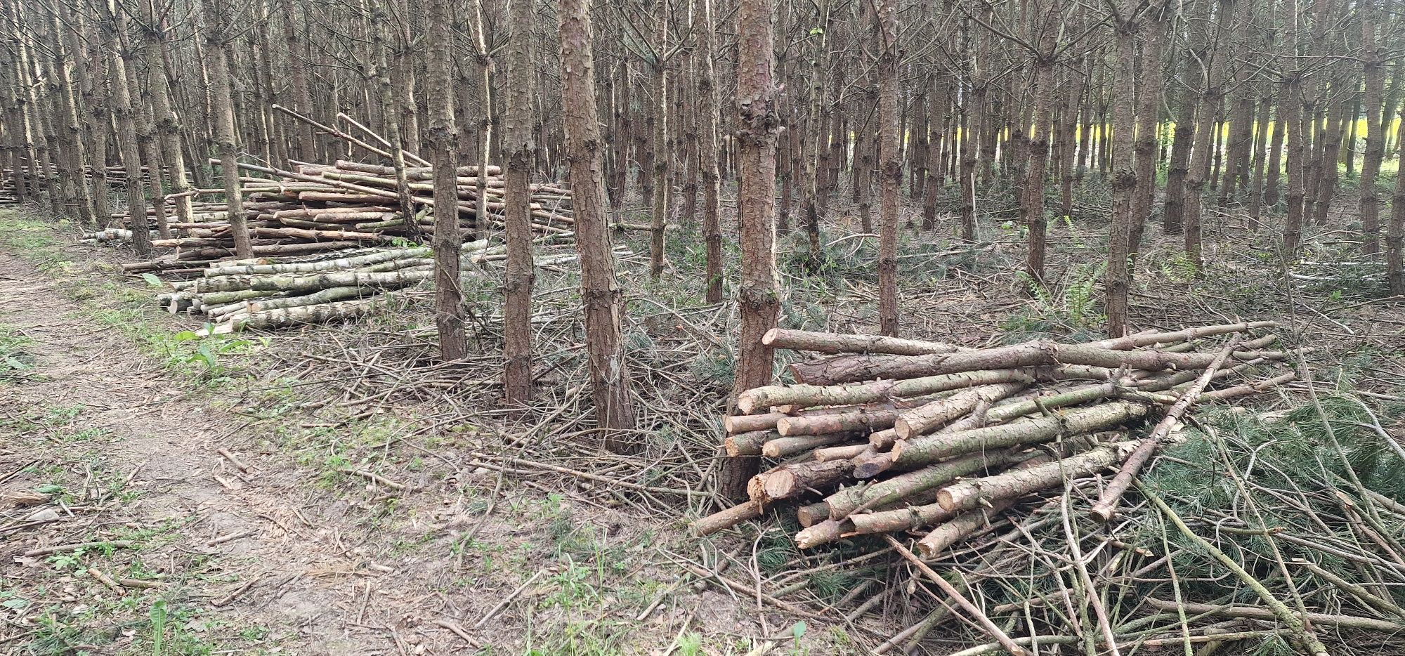 Drewno opałowe sosna brzoza żerdzie 2-3m