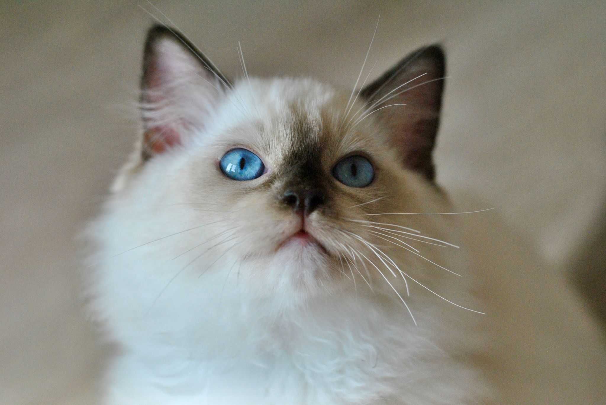 Ragdoll kocięta kocurek Imbir rodowód FPL