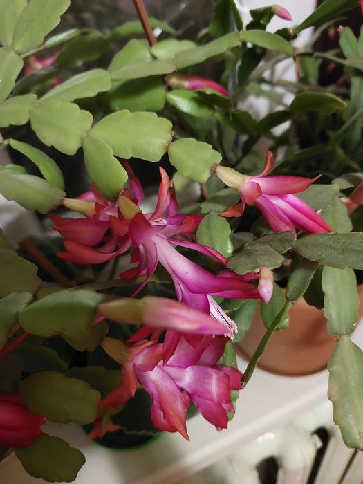 Рождественник декабрист Шлюмбергера