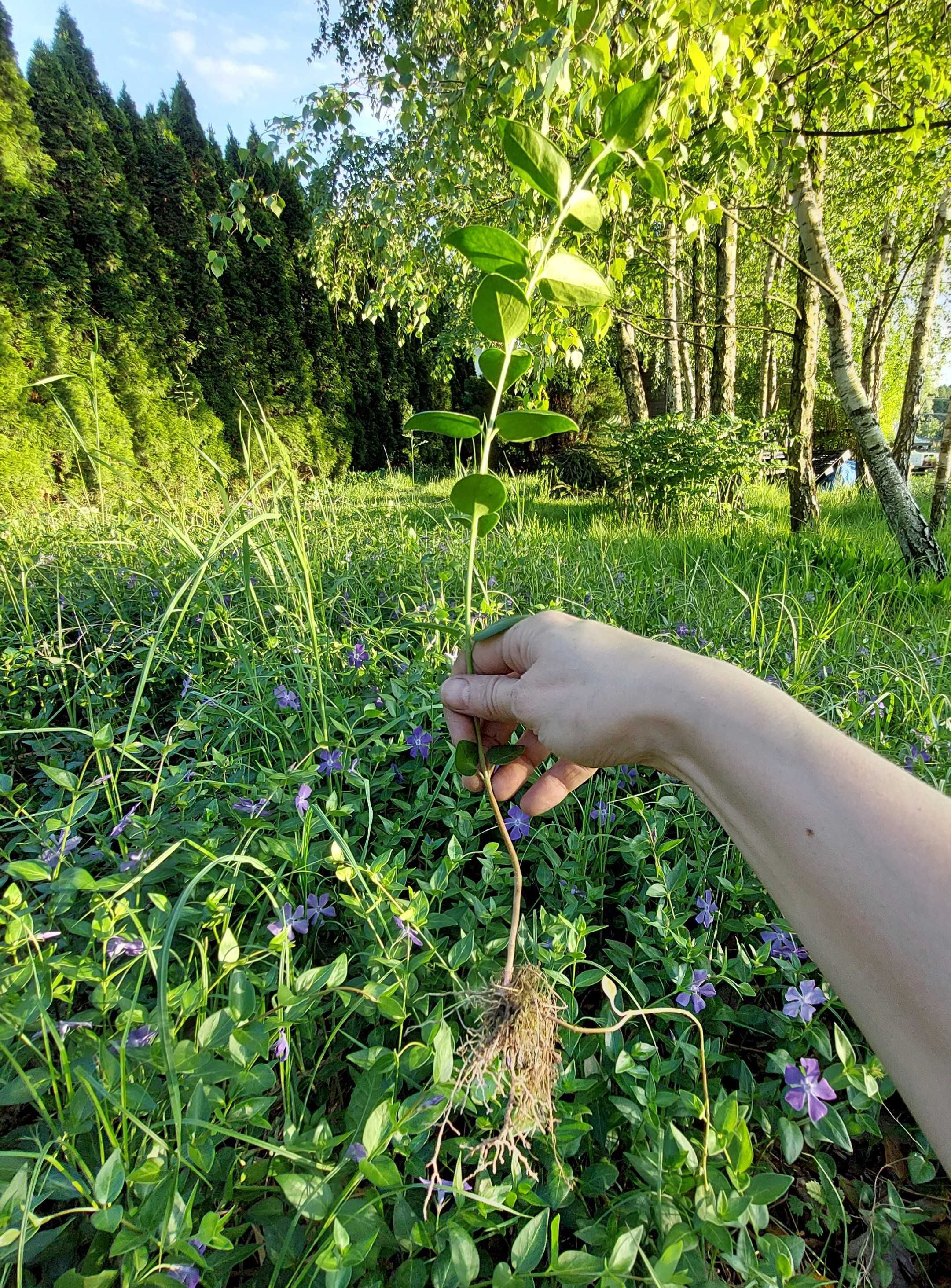 Barwinek większy Vinca major