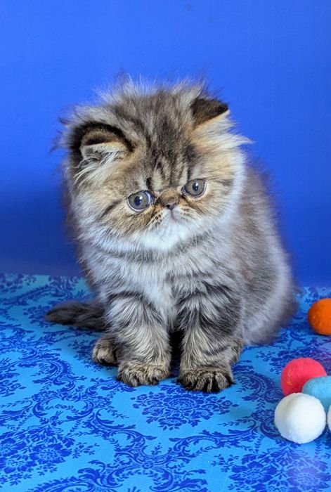 Персидська красуня  для розведення