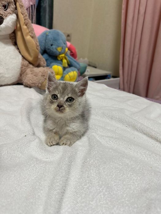 Хлопчик в хороші руки