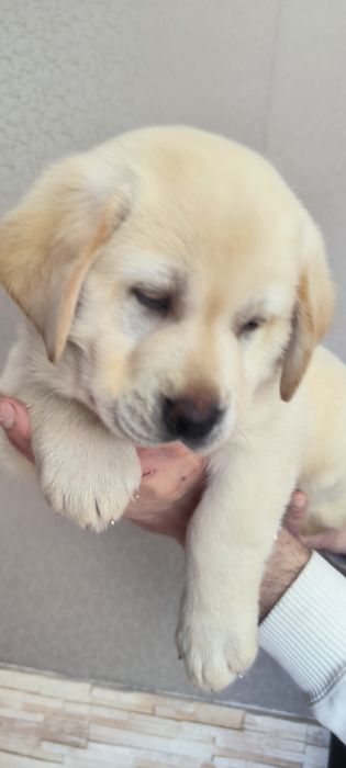 Элитные щенки Питомника Лабрадор Ретривер Документы ЧИП Паспорт Достав