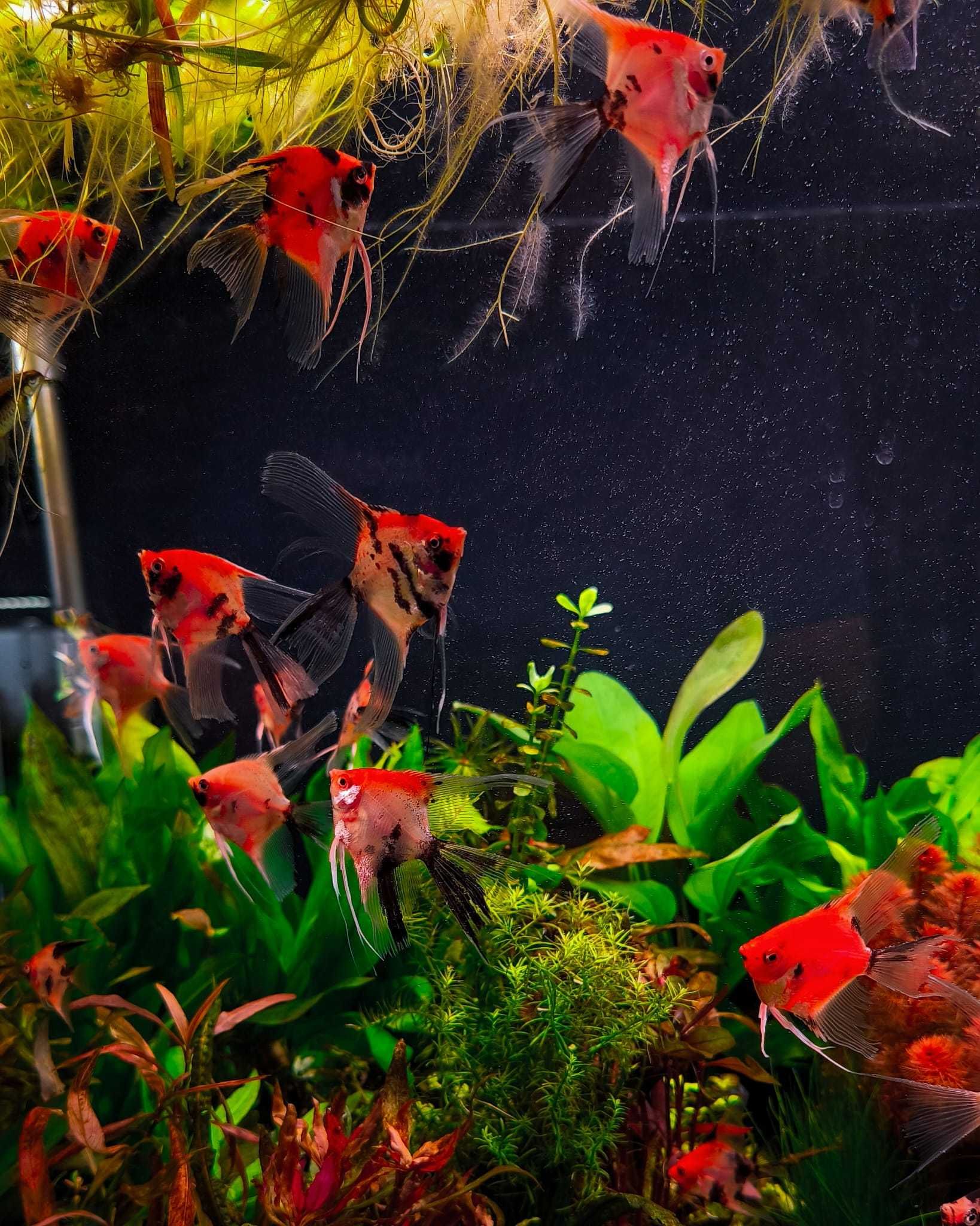 Skalary Red Devil - Rarytas - Masson