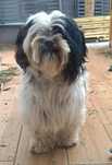 Oreo ala shih tzu