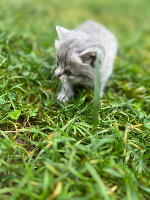 Віддам кошенята в добрі руки