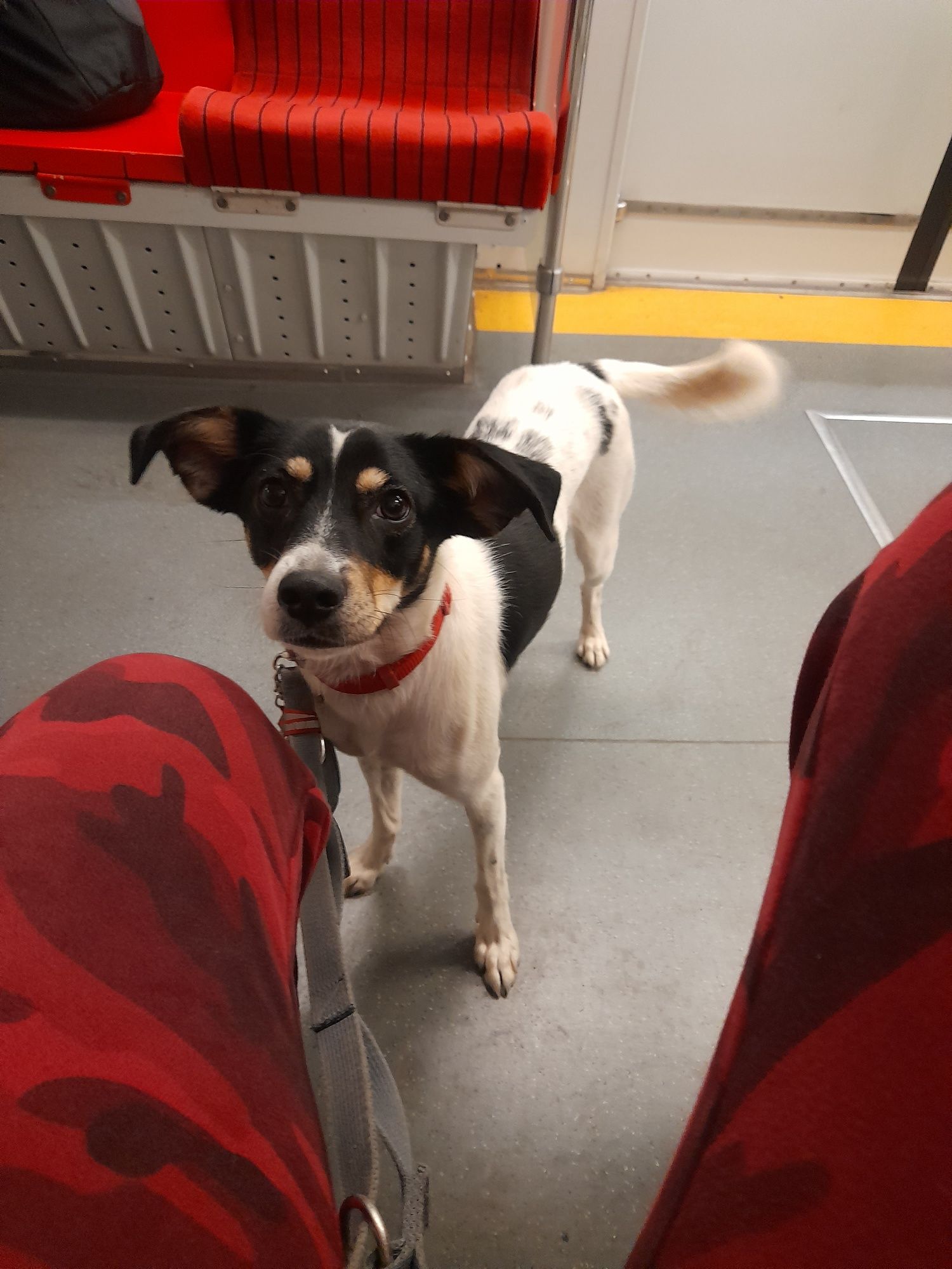 Kola – 4-letnia suczka do adopcji