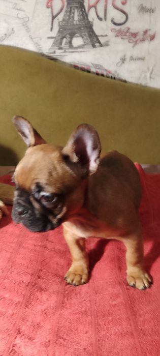 Французкий бульдог.