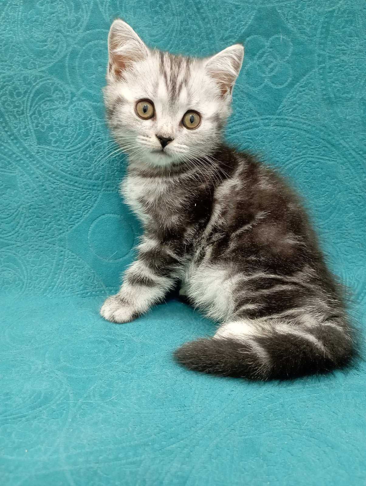 кошенята скотіш-фолд та страйт мармурові красені