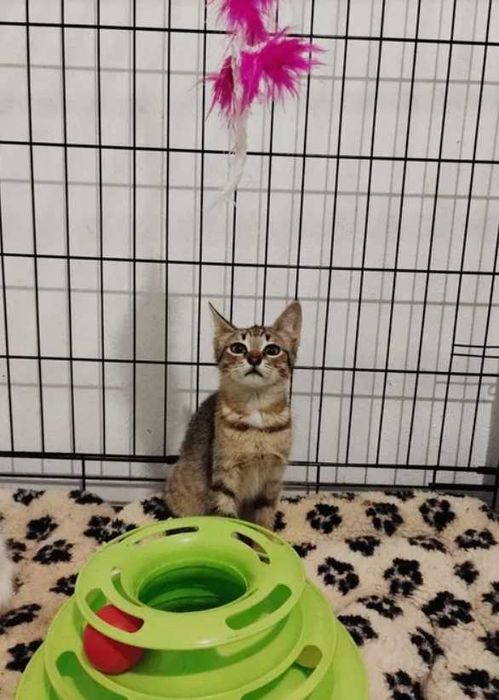 Gatos bebes para adoção responsável