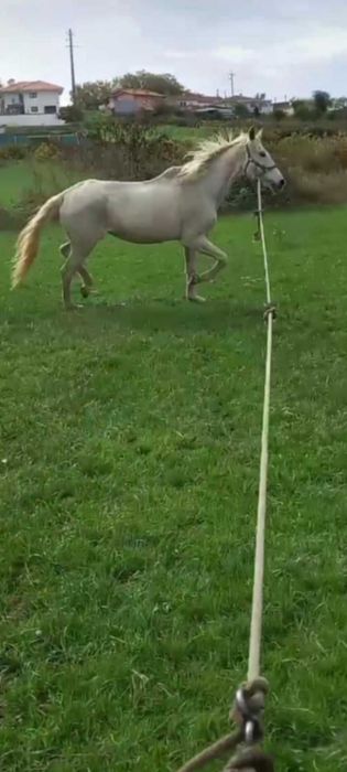 vendo egua  lusitana