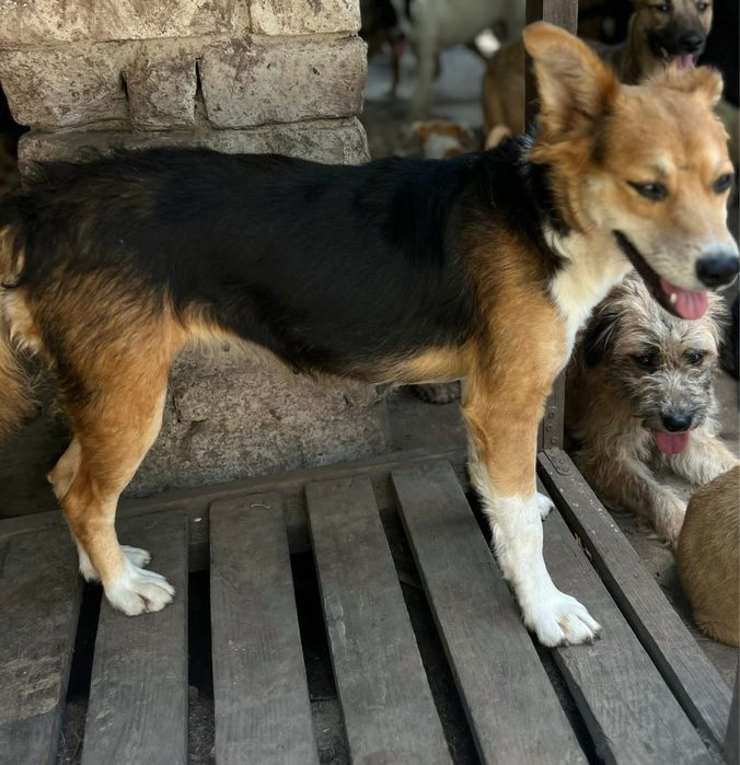 Супер собачка Мила стерилизована